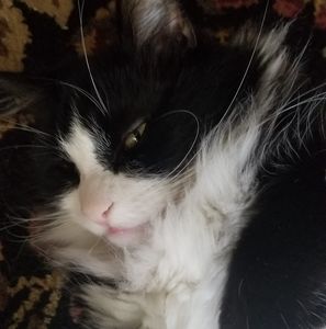 Meet your Posher, Lynese